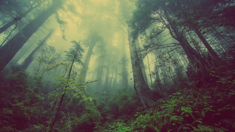 UNBC Lecturer’s research suggests which trees to leave behind in forestry activities