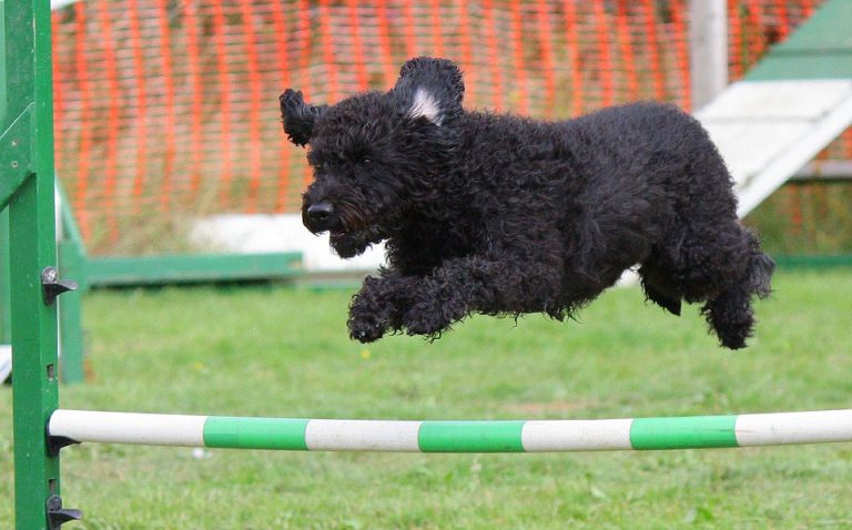 Prince George to host dog agility competition