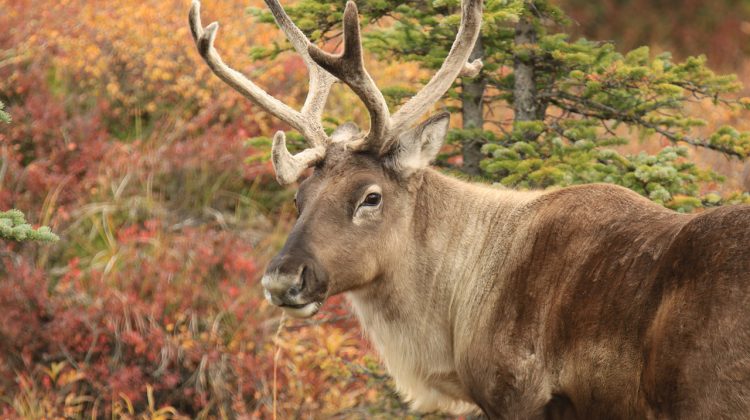 2 million acres of land protected from industrial development following ...