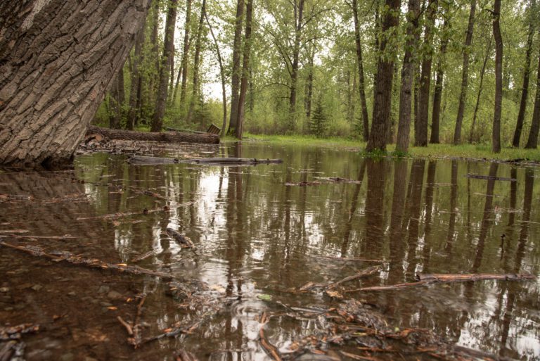 Sections of Cottonwood Island Park flooded