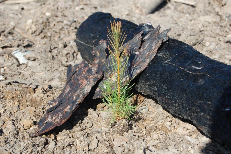 First seedling planted in Bobtail Lake Wildfire recovery area