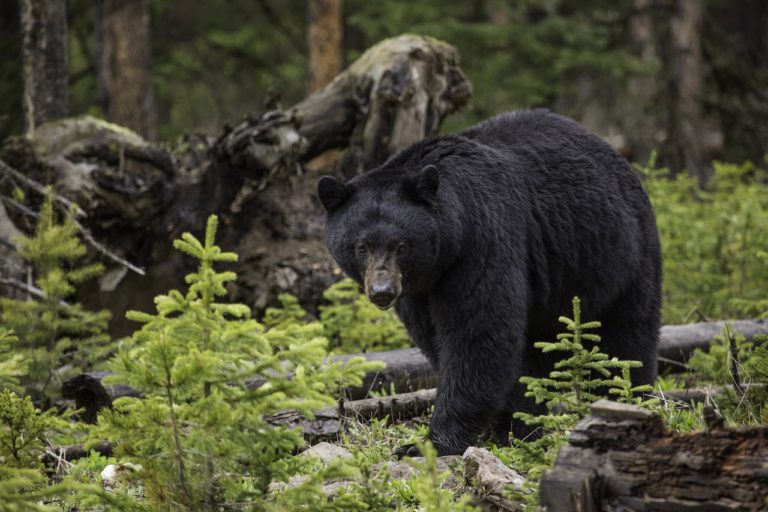 City Council asks for costs on Bear Awareness Committee recommendations