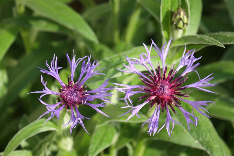 Public warned Mountain Bluet invasive plant reported in PG