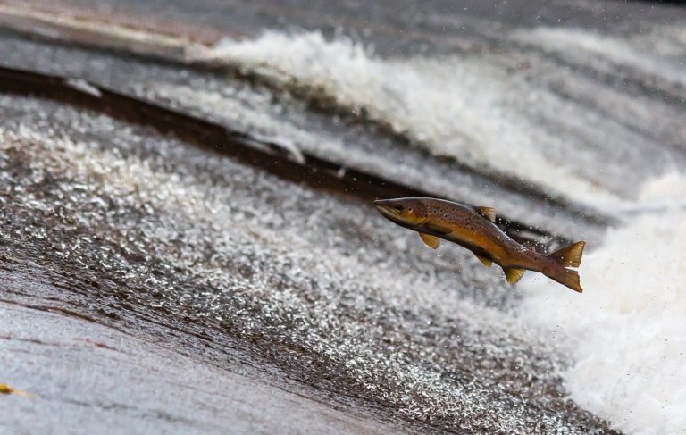 Prince George hatchery and salmon program receiving nearly quarter of a million dollars