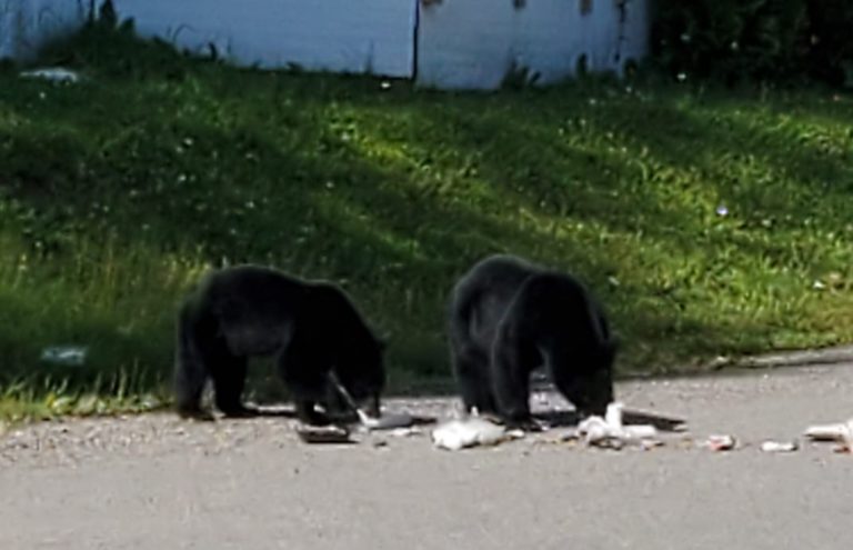 Stay bear aware, PG! Hungry bear sightings common this time of year