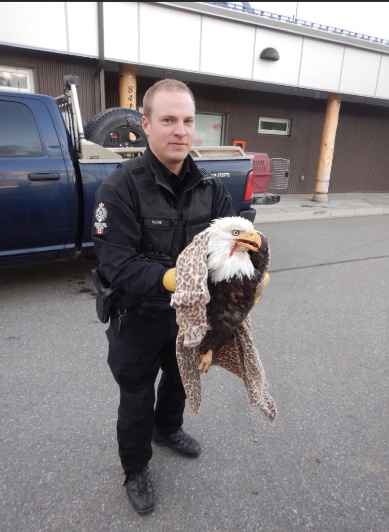 Driver gets feathers ruffled after picking up seemingly unconscious eagle