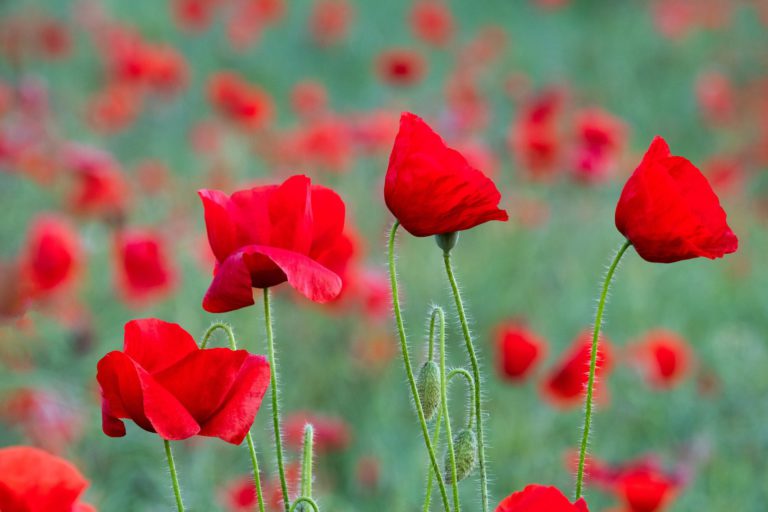 Remembrance Day ceremony to air virtually today