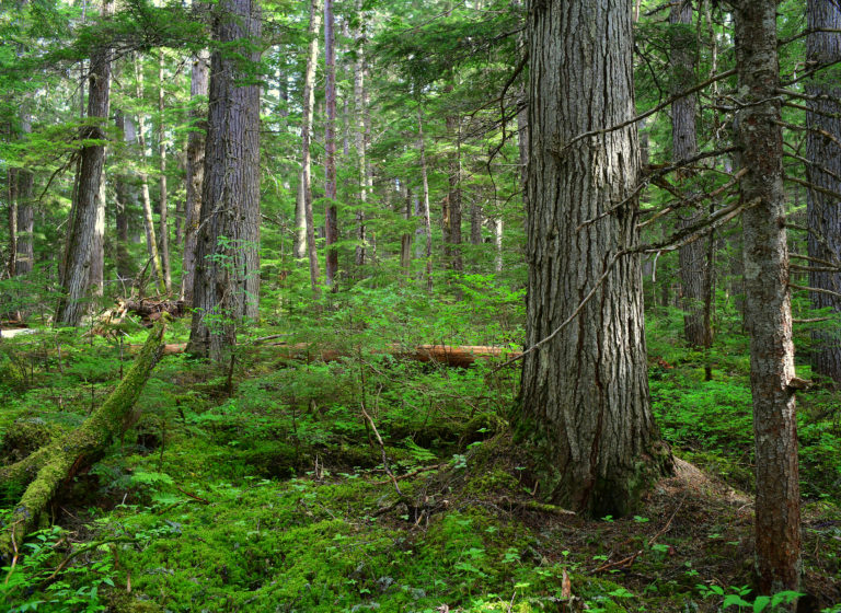 Conservation North holding public expert panel on salvage logging concerns