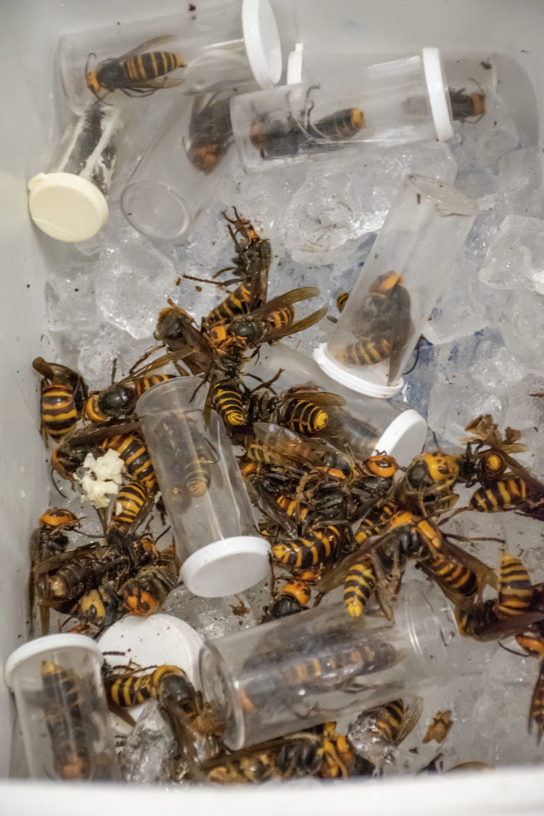 BC and Washington team up to deal with Asian giant hornet infestations