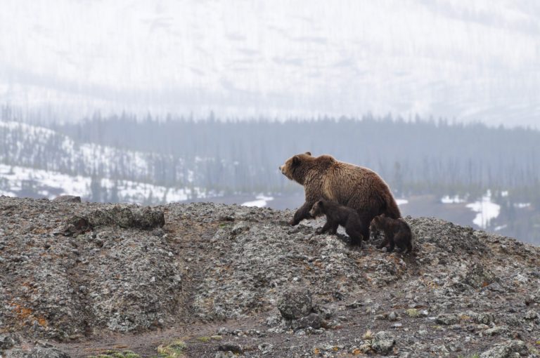 Grizzly bears are losing toes in traps more than you might think: UBCO