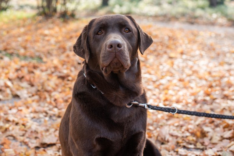 Malaspina Daycare Project impacts potential of a new off-leash dog park