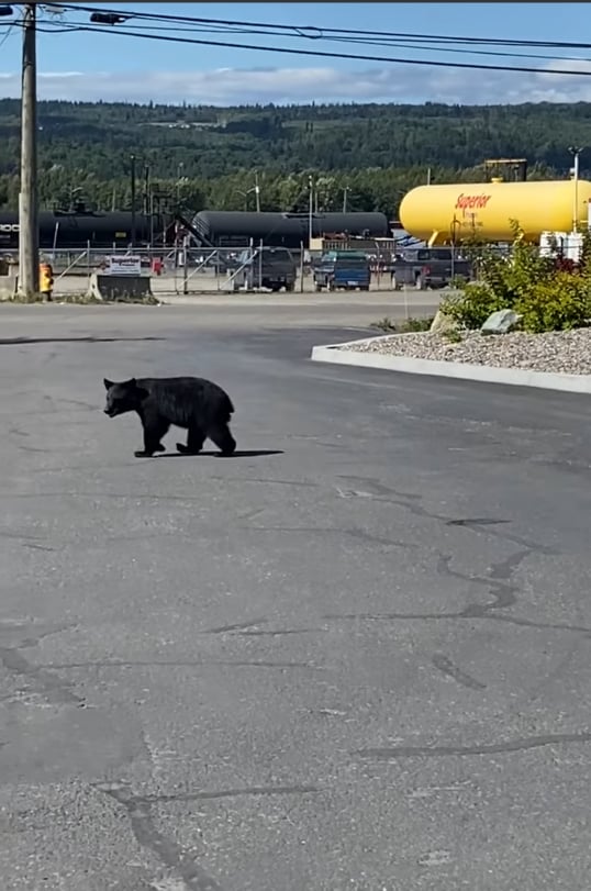 Bear sightings on the rise in Prince George