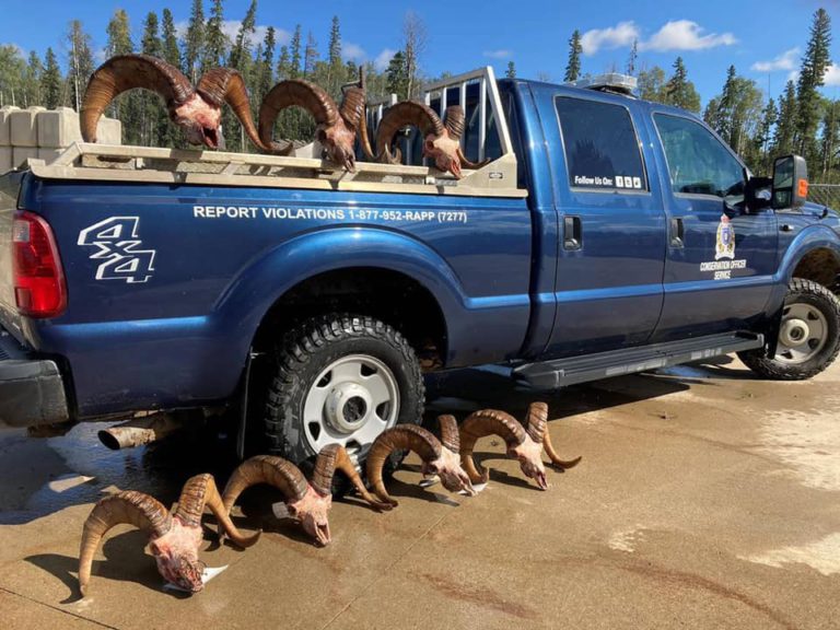 Wild Sheep Society of BC speaks out against underage and undersize Bighorn Sheep hunting