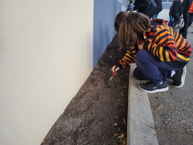 Harwin Elementary plants orange tulips in honour of residential school children