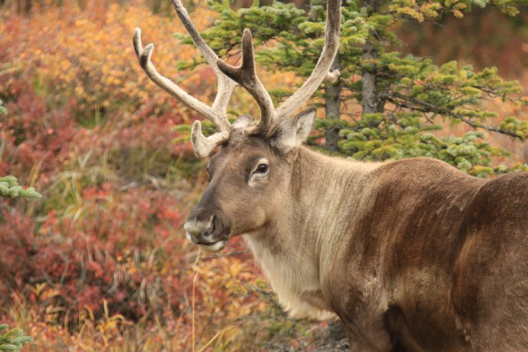 Over $1.65 million goes to 14 BC caribou habitat restoration projects