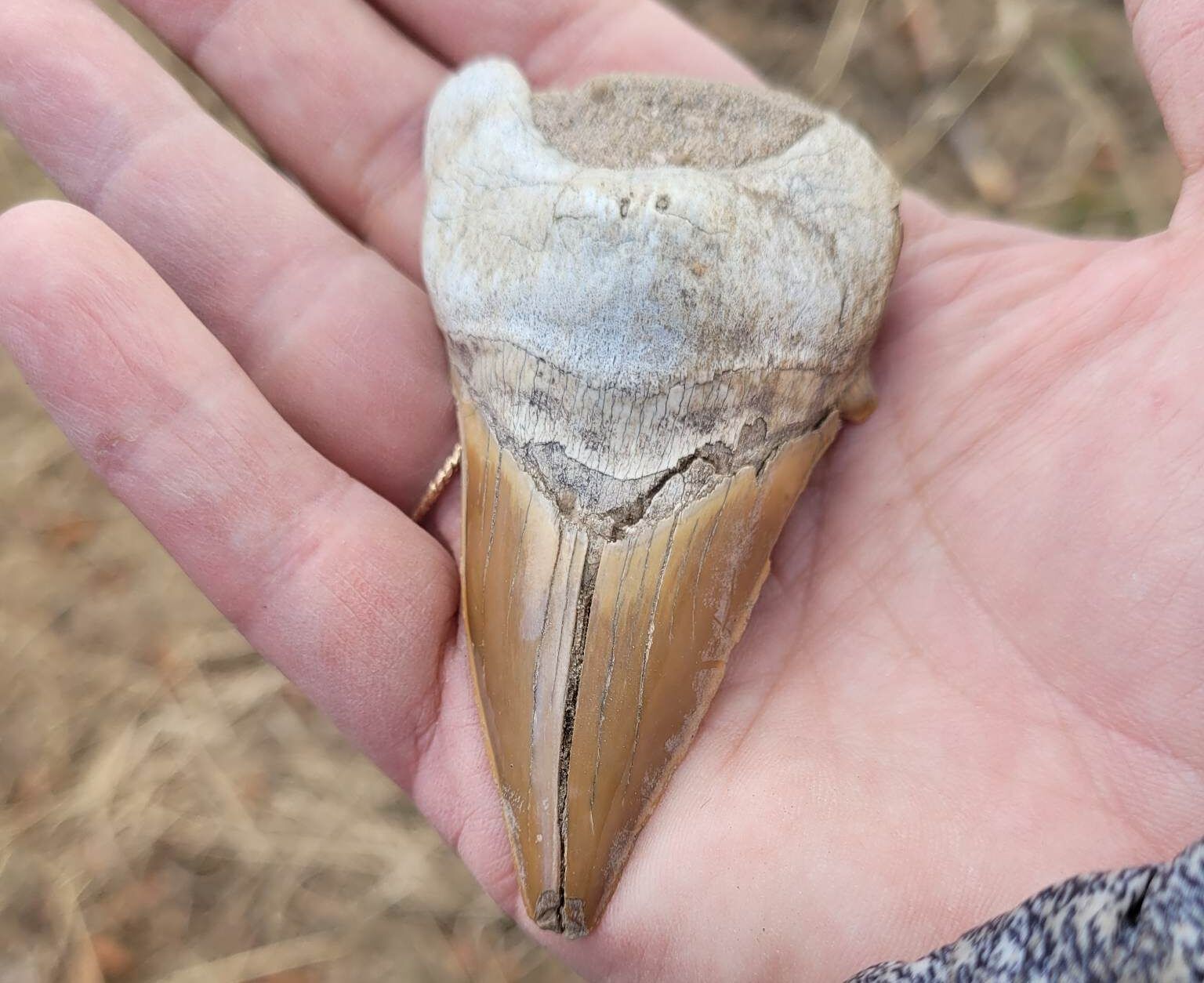 Prehistoric Megalodon Shark Tooth Found In Prince George By Rock Hunting Mother And Daughter