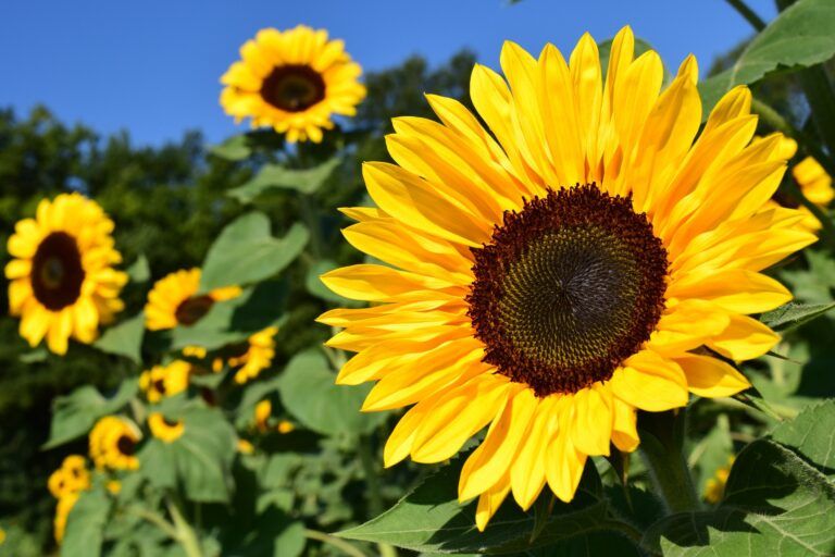 Prince George’s annual Sunflower Festival begins today