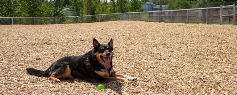 New Southridge dog park now open