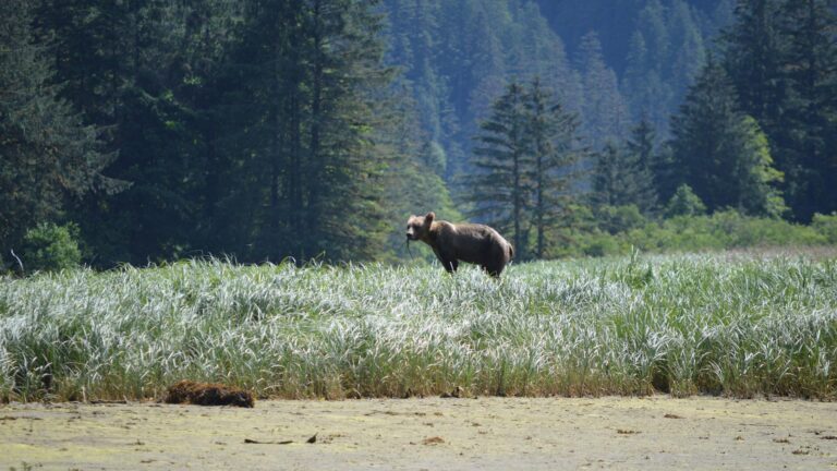 5-Day Trip to the Great Bear Rainforest