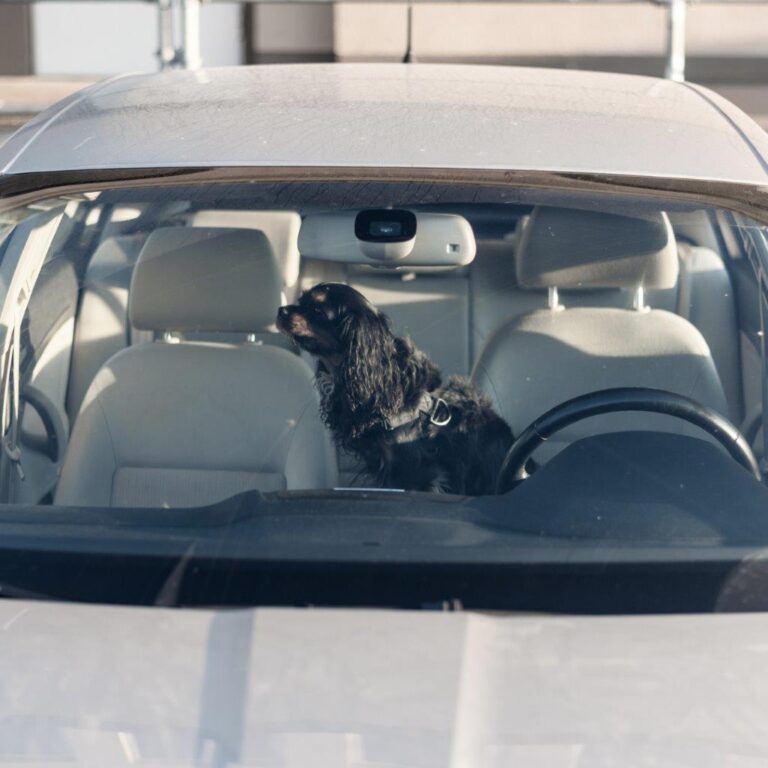 837 calls about animals in hot cars made to SPCA last year