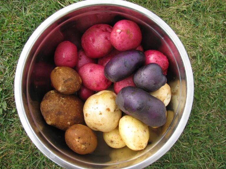 Huble Homestead celebrating the spud this long weekend