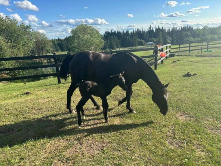 Abandoned pregnant horse found by SPCA on Fort St. John logging road