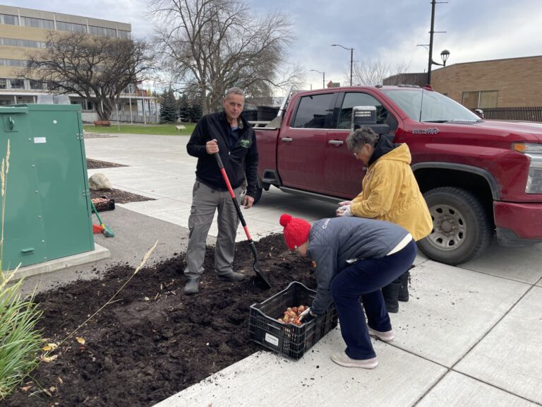 City of Prince George plant tulips for Holland liberation