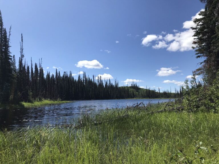 CNC Research Forest Society’s legacy fund looking to support eco-focused projects