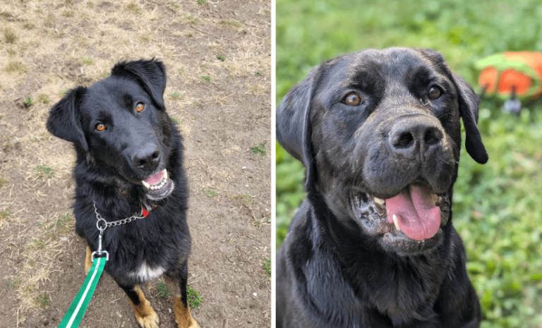 Pair of stray pooches found near Prince George find forever homes