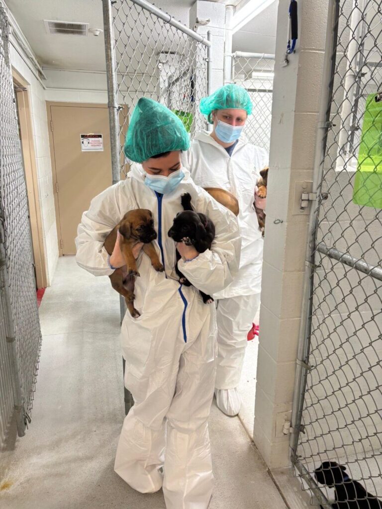 Charges being recommended in connection with animal cruelty case in Quesnel