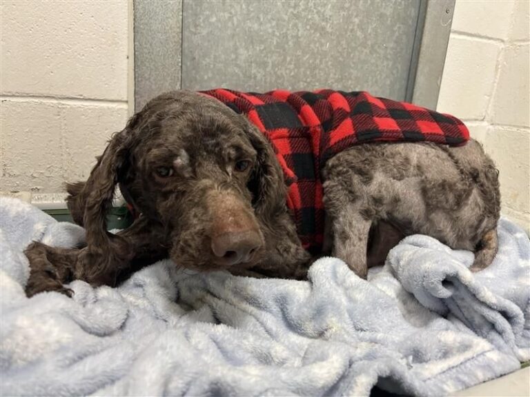 BC SPCA rescues several animals after a call for help