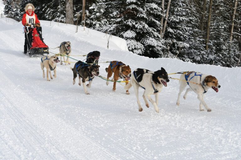 33rd annual Gold Rush Trail Sled Dog Mail Run sees some mishaps